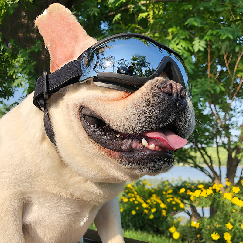 DREVIQUE brings clarity to pet supplies